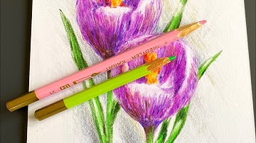 How to draw crocus flower / Ukrainian sketch