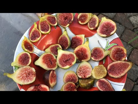 Late Fig Harvest: