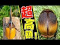 超高額で数も少ないレモンのようなヘラクレスを入手しました