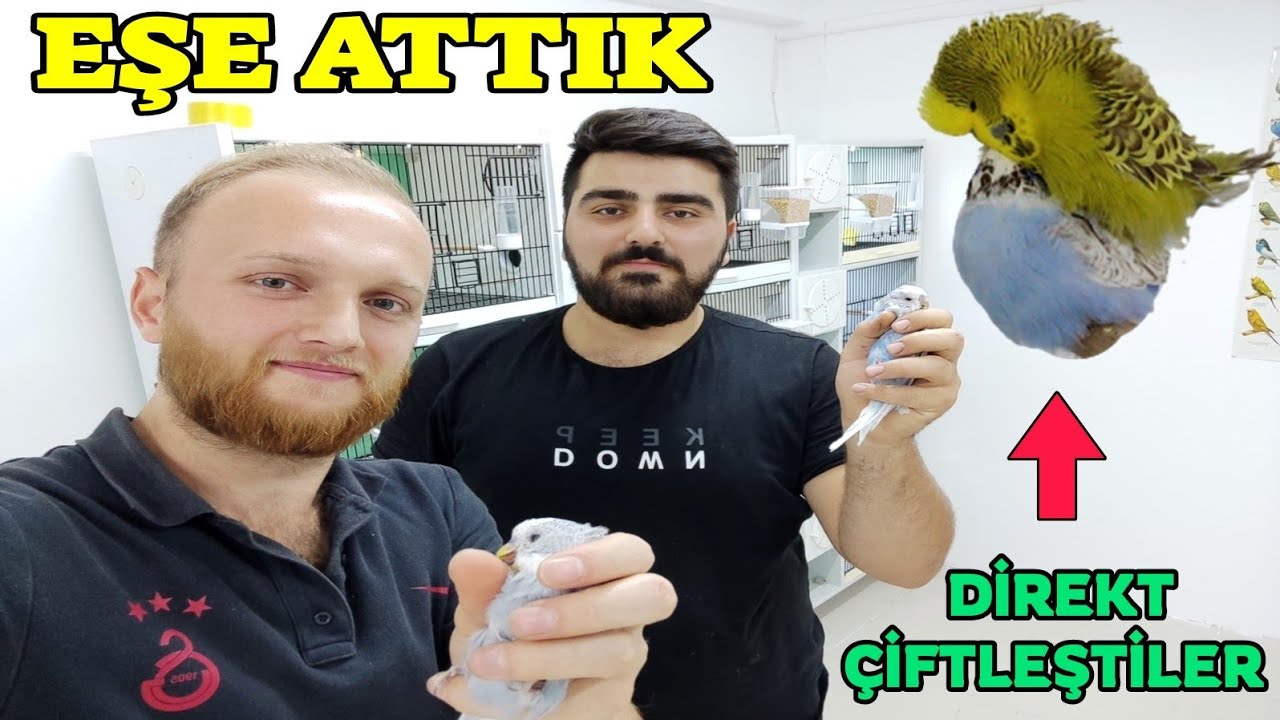 22 TANE KUŞU EŞE ATTIK DİREKT ÇİFTLEŞTİLER !!