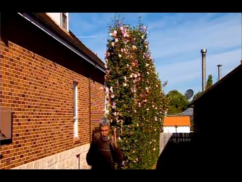 Sasanqua Camellia -Plant of the Week. Burke's Backyard