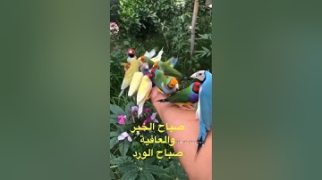 ما تيسر من سورة الحجر