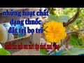 Dạng thuốc đặt trị bọ trĩ dành anh em mới tập chơi mai vàng || hoa le vlog