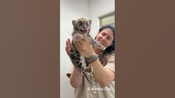 Meet our newest clouded leopard, Lemonade! #cloudedleopard #leopard #cats #cubs #babyanimals