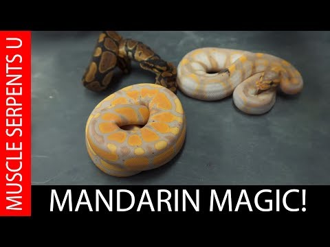 MANDARIN GENE MAGIC in BALL PYTHONS