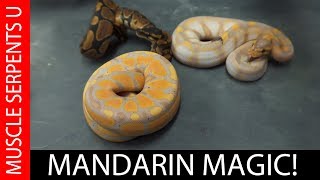 Celebrity MANDARIN GENE MAGIC in BALL PYTHONS Profile