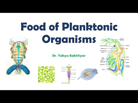 65 Food of Planktonic Organisms