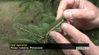Trees With Don Leopold - Red Spruce