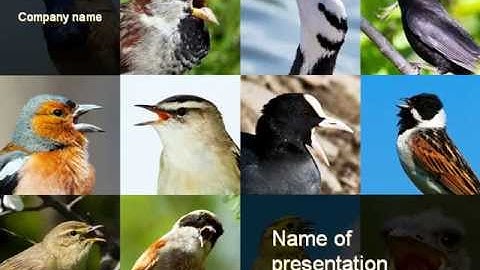 Birds PowerPoint Template
