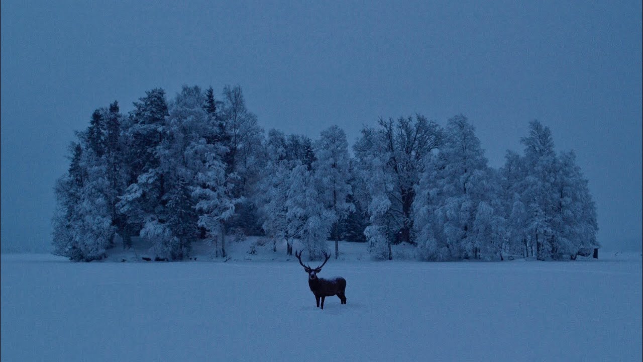 Это была славная бледная память. [темная академия]