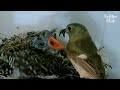 Flycatcher Saves Abandoned Baby Cuckoo | Kritter Klub