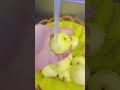 مربى التفاح العراقيه يوميات Om Leloo مربى التفاح العراقيه يوميات Om Leloo