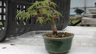 カシマ紅葉盆栽！ 紅葉（鹿島八房）・小品20cm - 米谷大蓉園
