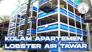 Kolam Apartemen Lobster Air Tawar dengan Omset Ratusan Juta