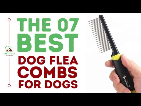 The Best Flea