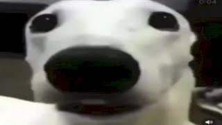 Information UNUSUAL MEMES COMPILATION V58 Update