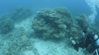 サンゴ礁の回復道半ば   沖縄、国内最大の石西礁湖