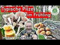 Speisepilze im Frühling - Es geht wieder los im Mai 2024