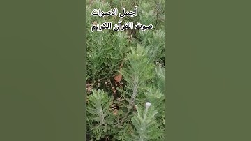 سوره العاديات القارئ عبد الرحمن مسعد#ا راحة_نفسية  ♥️اللهم اجعل القرآن ربيع قلوبنا ونور صدورنا