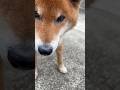 ’26.5.6 力丸の遠吠えを懐かしむとき… #柴犬 #shibainu #遊ぶ犬 #遠吠え #力丸