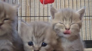 笑！ママが2匹に！可愛い猫の赤ちゃんをたっぷり観る動画