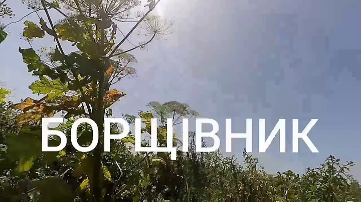 БОРЩІВНИК " помста Сталіна " - дуже отруйна рослина. ВАЖЛИВО.!!