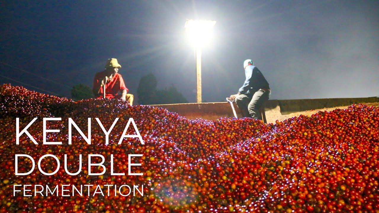 KENYA: Double Fermentation in 60 secs - YouTube