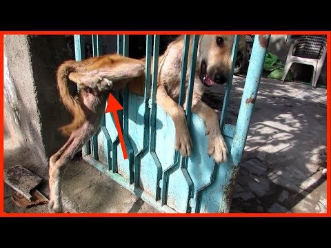 Video: 6 Heroische, Lustige Und Kluge Hunde, Die Anderen Hunden Helfen &#91;VIDEOS&#93;