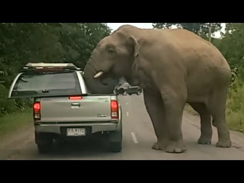 Damn Nature You Scary | Funny Scary Animal Encounters