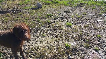 Pudelpointer pup water retrieve