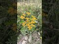 Квіти Карпат #ukraine #flowers #квіти #гори #travel #mood #nature #mountains #shorts #music #trip
