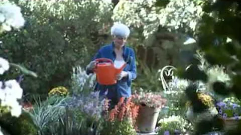 paradiso senior citizens