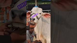 GBRX-253 #brahman জাতের রেডি বকনা গরু কালেকশন #cow #reels #গরু #cow #গরুর_হাট