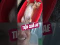 #pets