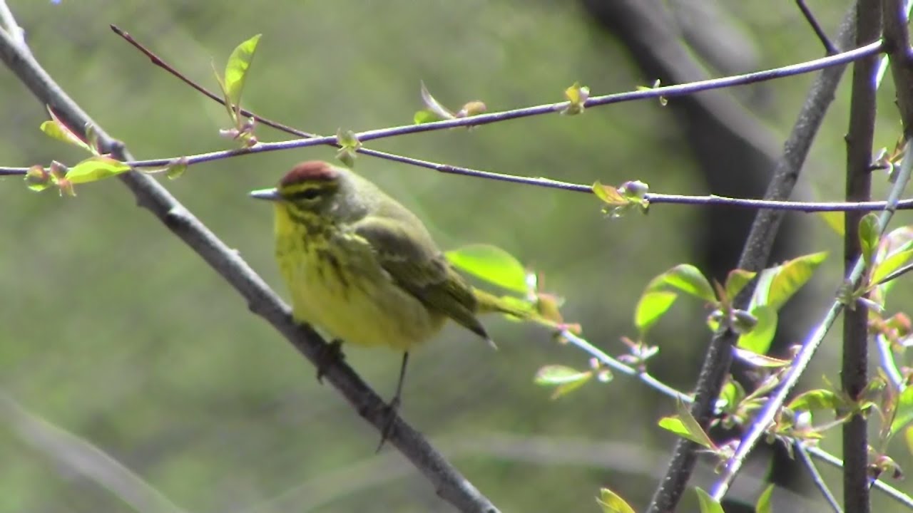 Palm Warbler 