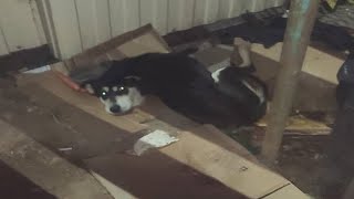 A poor dog lying motionless even we touched her, not any react, she suffered so much in her life by DogLife 986 views 2 years ago 8 minutes, 49 seconds