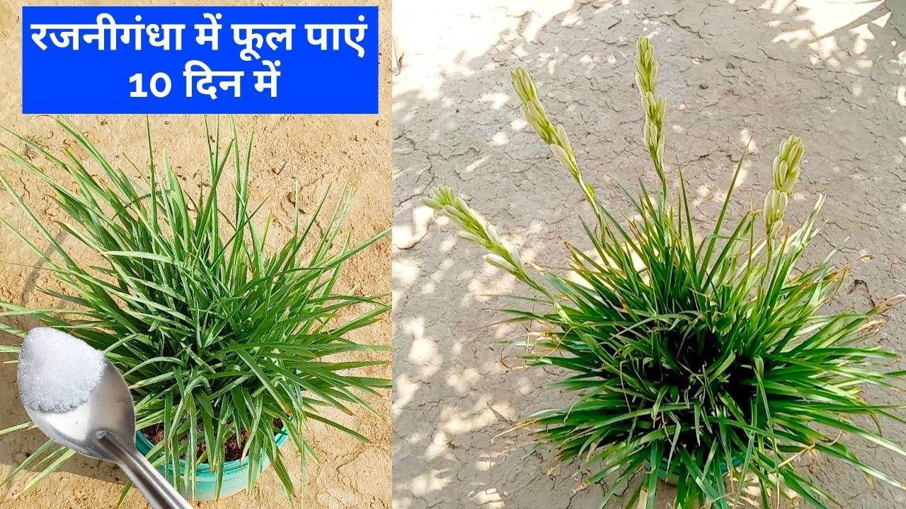 ये खाद डालें रजनीगंधा में फूल आने लगेंगे / How to grow and care