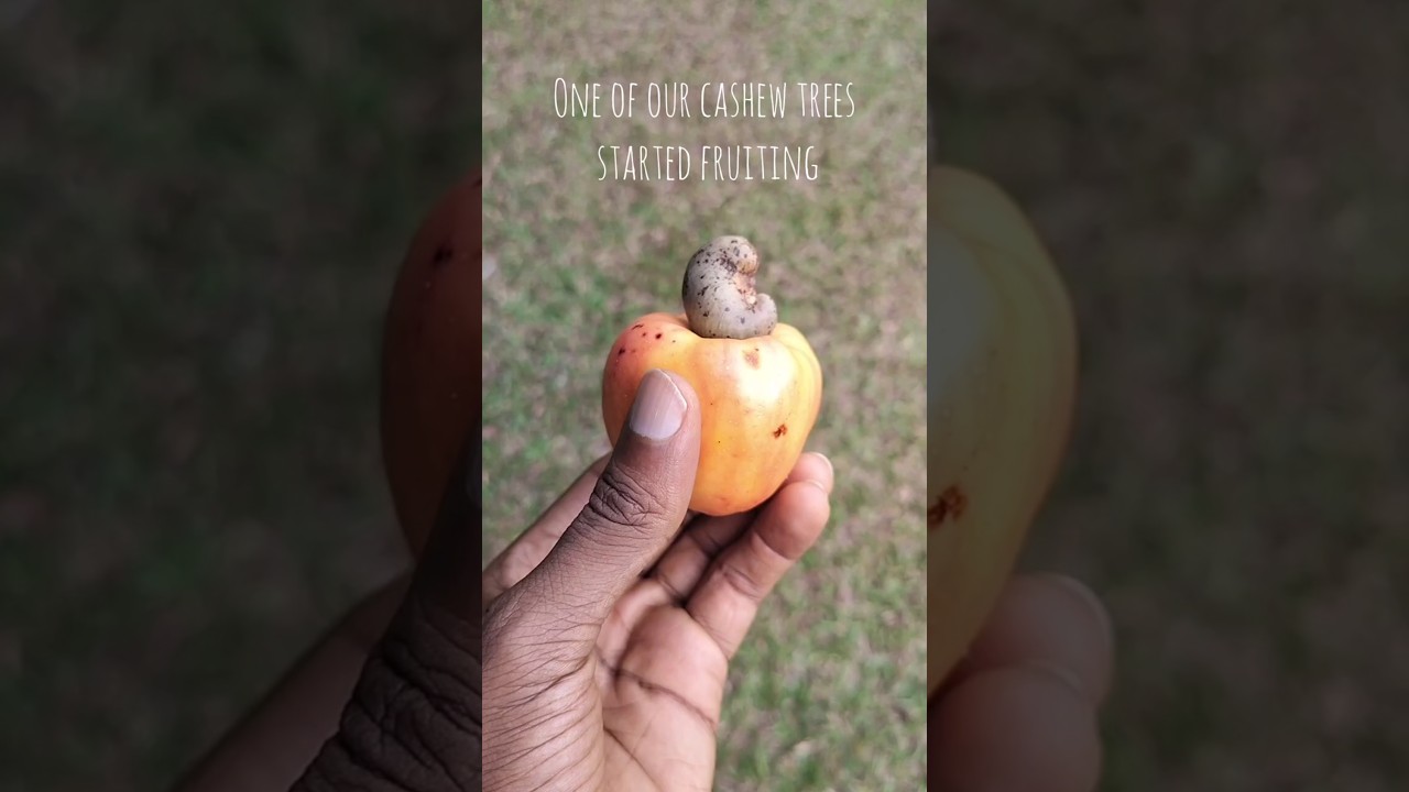 Food Sovereignty #liberia #growyourownfood #organic #selfsufficiency #africa #shorts #cashew