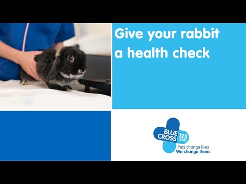 How to give your rabbit a health check | Blue Cross