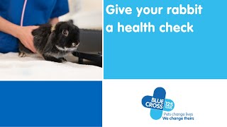 How to give your rabbit a health check | Blue Cross by Blue Cross UK 980 views 1 year ago 2 minutes, 32 seconds