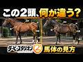 ダビスタ2の馬体診断がシミュレーターすぎる|一口馬主をやる人は全員買いだと思う理由