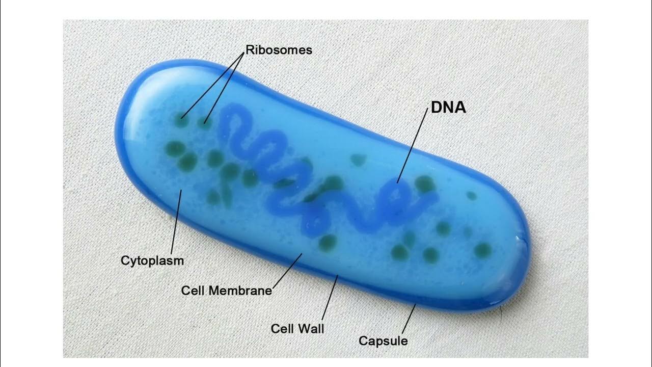 What is Lactobacillus ? YouTube