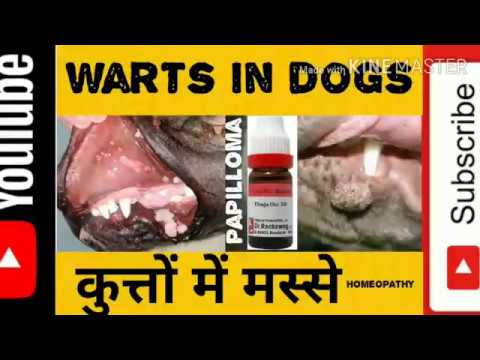 वीडियो: कुत्तों में मस्सा वायरस