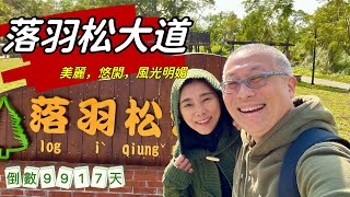 大溪落羽松大道_￼ 12月23日已經紅了一大半，￼美麗悠閑，風光無限_人生倒計時9917天