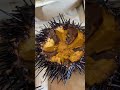 Eating Live Sea Urchin! (Uni)