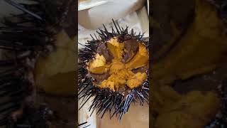 Eating Live Sea Urchin! (Uni)