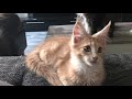 Funny Maine Coon Cat Kitten purrs and watch my Hand