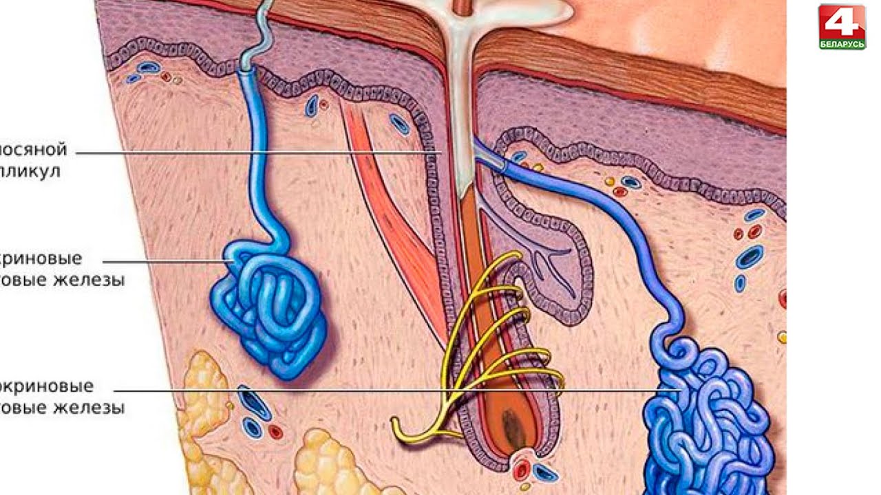 Воспаление канала у мужчин. Эккриторе потовые железы. Апокриновых потовых желез. Эккриновые потовые железы анатомия. Апокриновые потовые железы расположены.