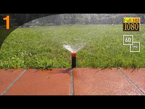 Video: Requisiti per l'irrigazione degli oleandri - Quanto spesso innaffiare i cespugli di oleandri