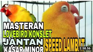 Download Masteran Lovebird Konslet Speed Lambat || Suara Kering Minor Video MP3 Masteran Lovebird Konslet Speed Lambat || Suara Kering Minor